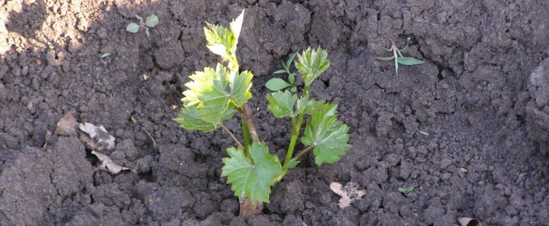 planting grapes