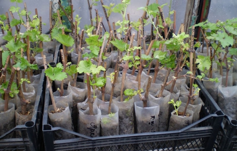 grape cuttings