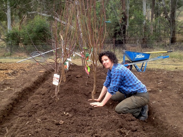 planter un pommier