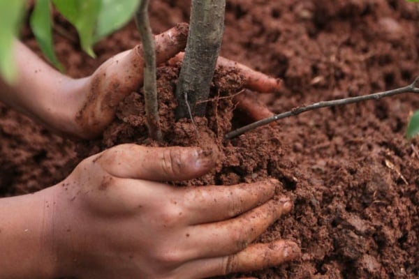 planting cherries