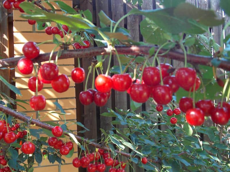 meteoro de cereza