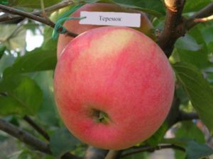 Description of the Teremok apple variety, breeding history and yield