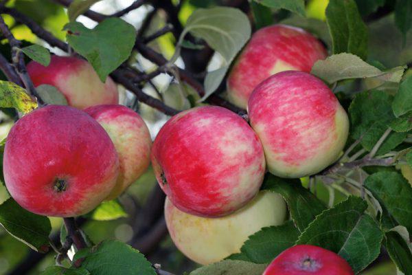 Persian apple tree