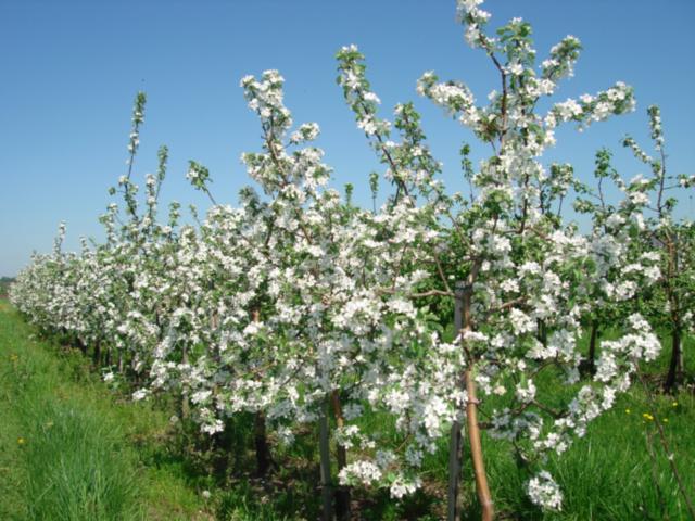 appelboom renet chernenko