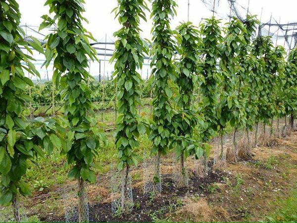 columnar cherry in the garden