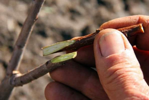 plum grafting