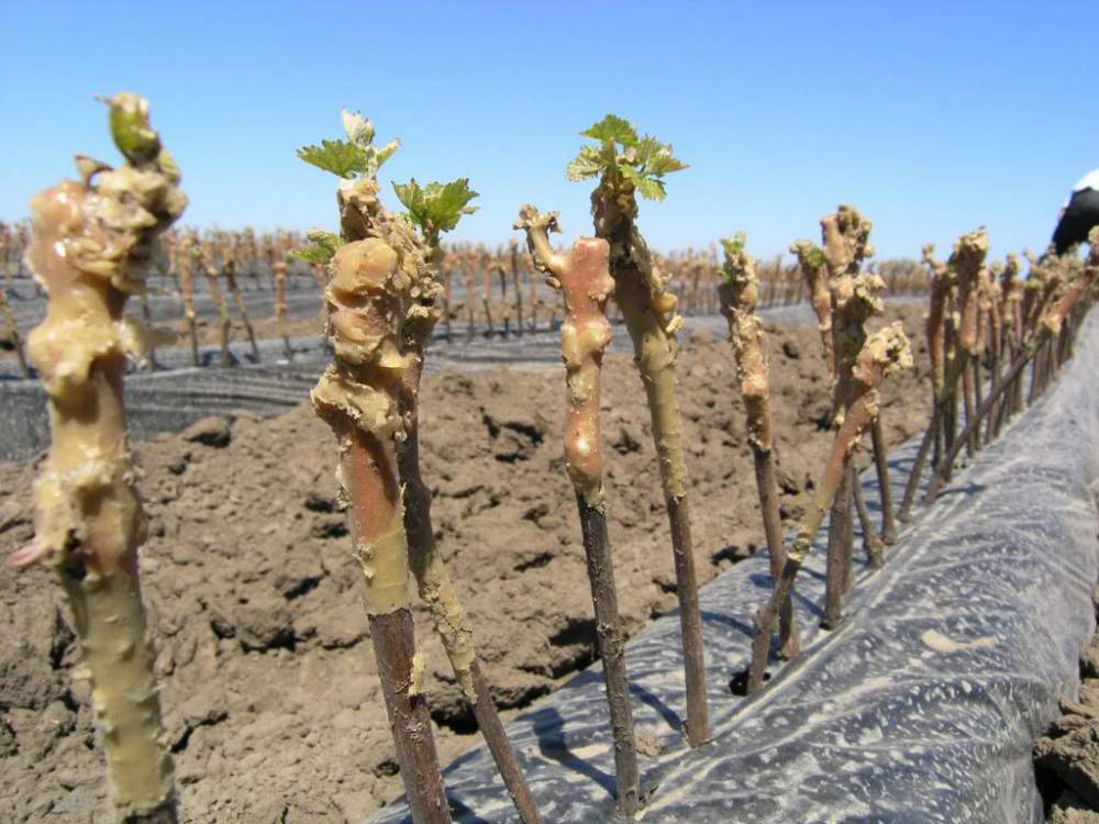 grape cuttings