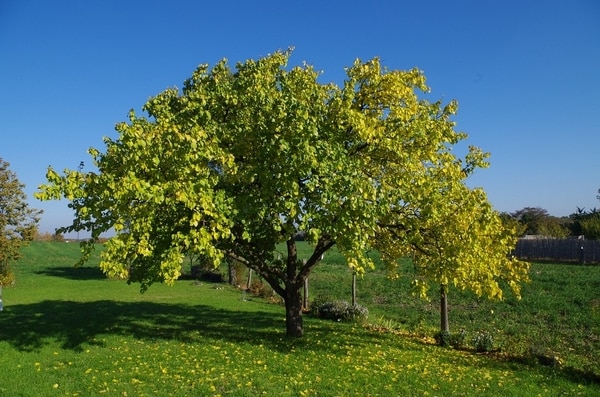 sonajero de albaricoque