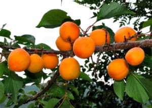 Descripción de la variedad de albaricoque Tsarsky, características de resistencia a las heladas, plantación y cuidado.