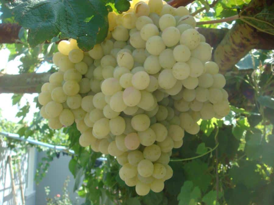 uvas taifi