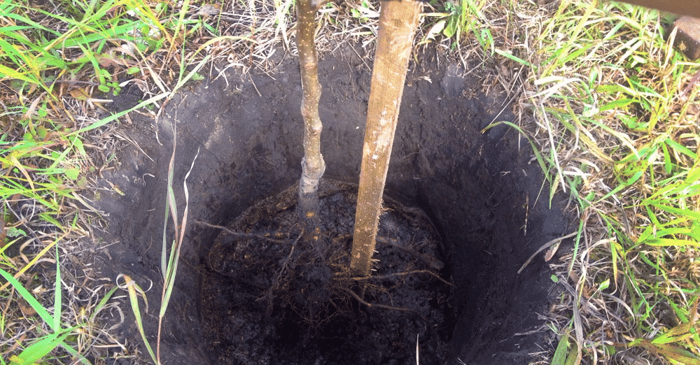 planting apricots