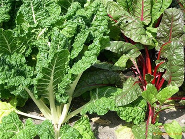 chard bushes