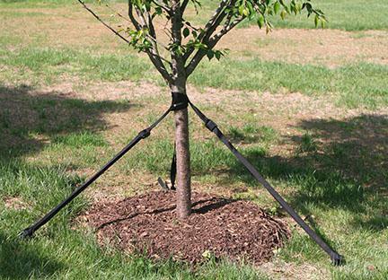 garter cherry