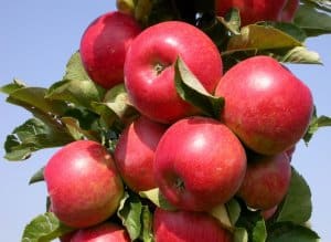 apple variety elite