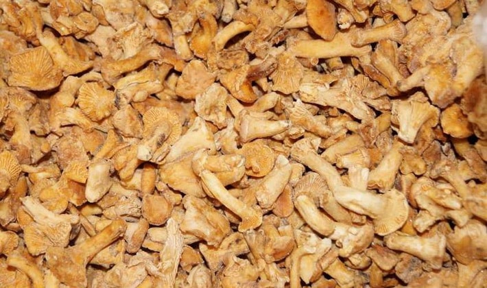 girolles congelées