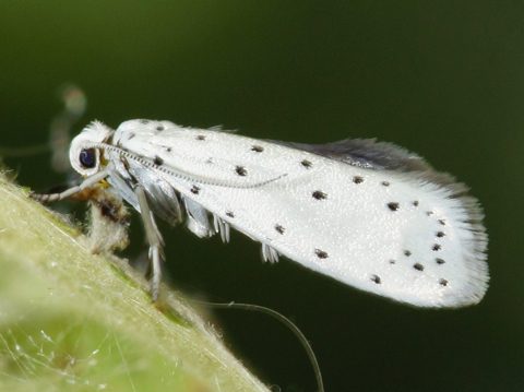 Polilla de la manzana