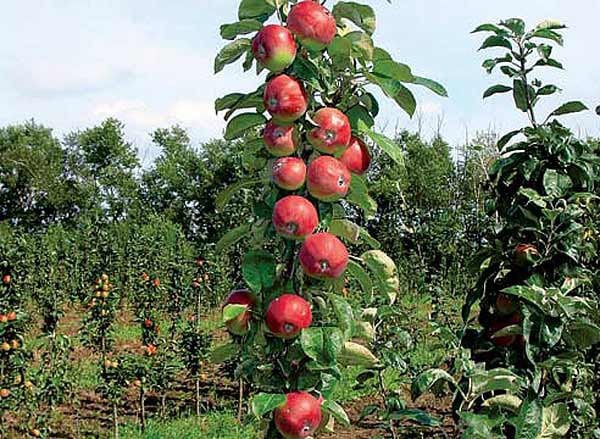 variété de pomme élite