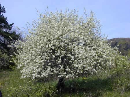 fleurs de cerisier