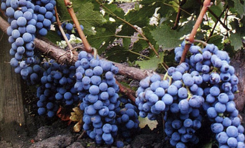 Anggur Cabernet Sauvignon