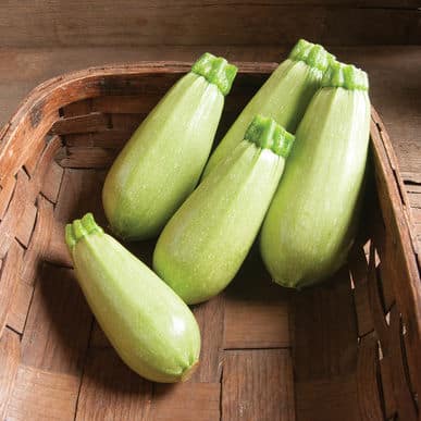 courgettes fraîches