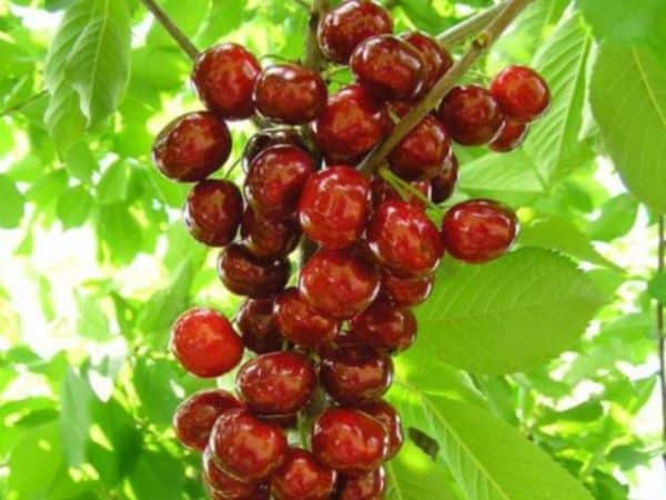 fruit d'une cerise cylindrique