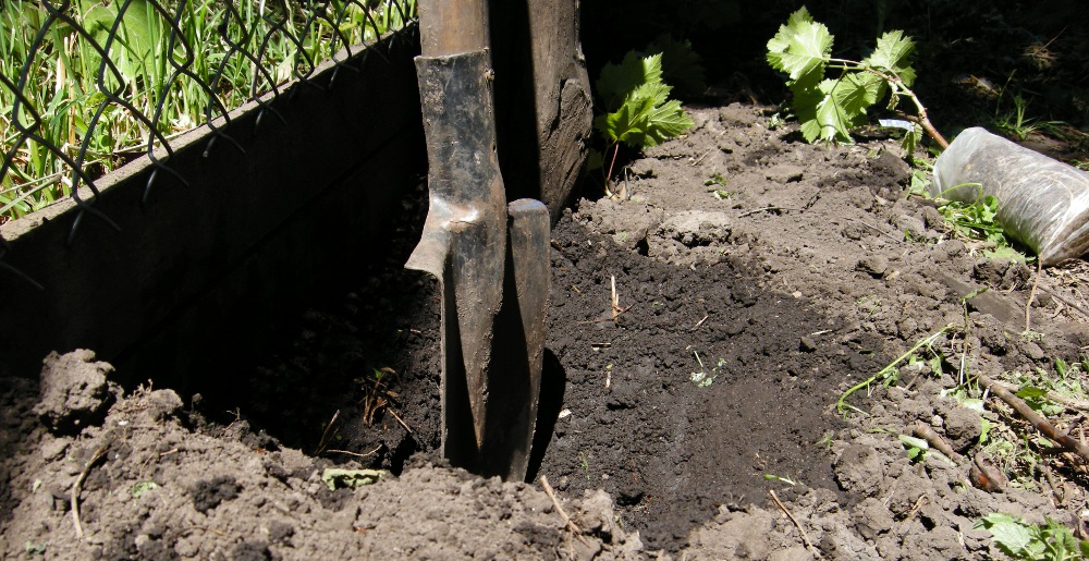 sediment grožđa