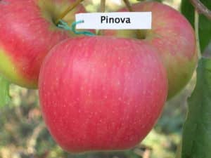 Descripción y características de la variedad Apple Pinova, cultivo en diferentes regiones.