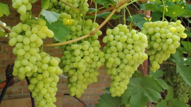 uvas maduras