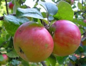 Characteristics of the variety of apple trees Renet Chernenko, description and regions of cultivation