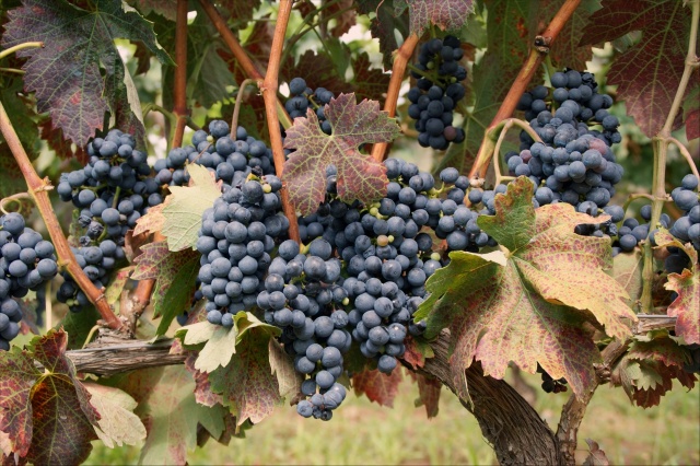 Tempranillo grape variety