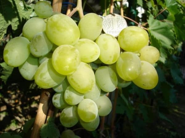 Green grapes