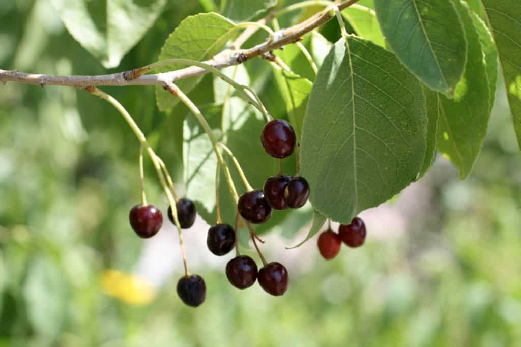 cerezas maduras