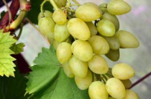 Description des variétés et des caractéristiques des raisins muscat et des caractéristiques de culture