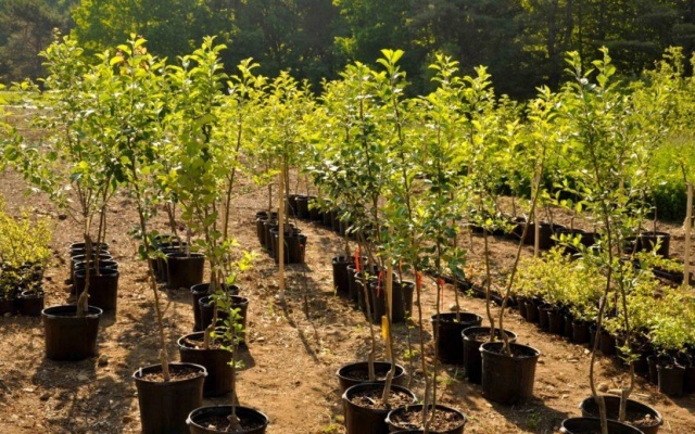 apricot trees