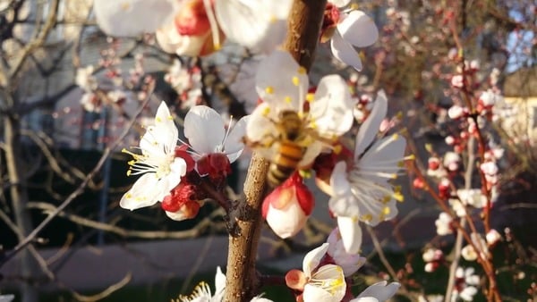 apricot Zhigulevsky souvenir