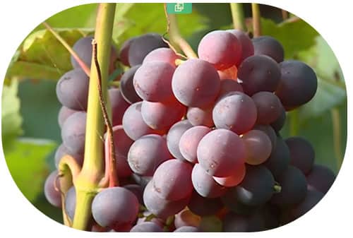 ripe grapes