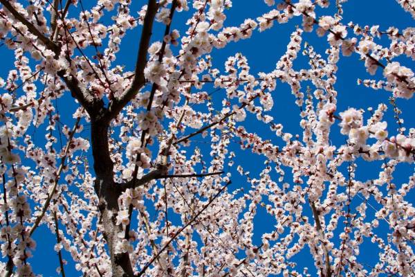 albaricoques en flor