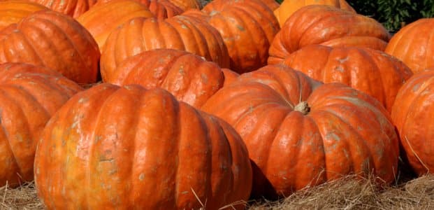 calabaza madura