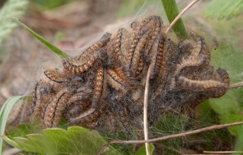  nids de chenilles d'aubépine