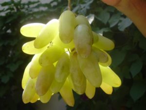 Description of grape variety Ladies fingers and characteristics of Husayne white and black when ripe