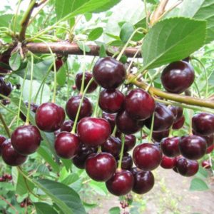 Description of the advantages and disadvantages of the Kharitonovskaya cherry variety and the characteristics of the yield