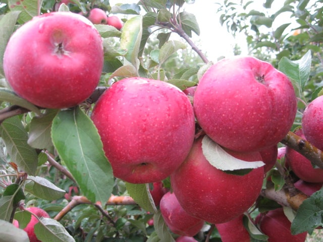 pomme Kubanskoe_bagryanoe