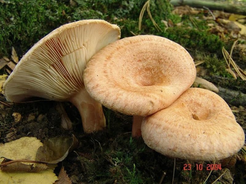 champignons