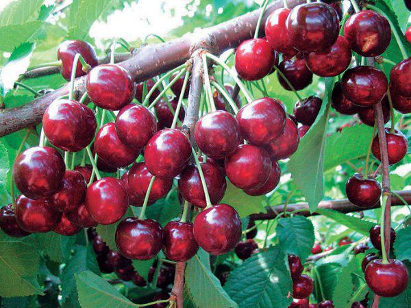 fruit d'une cerise cylindrique