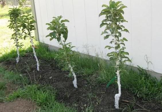 planting an apple tree