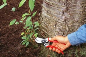 Cómo luchar y deshacerse de los brotes de cerezo en el jardín en el sitio para siempre con sus propias manos