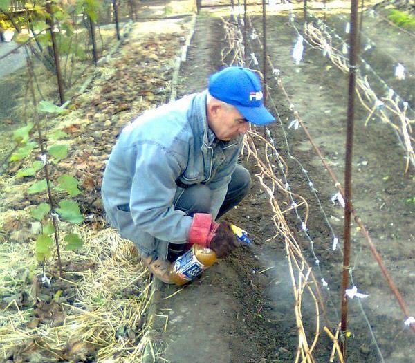 grape processing