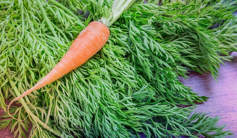 carrot tops