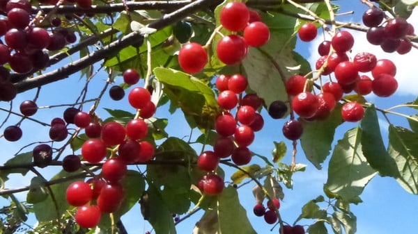 híbrido de cereza y cereza de pájaro