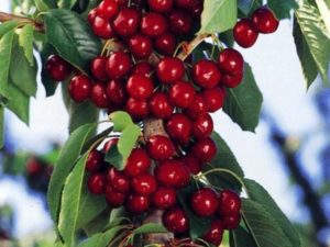 Descripción de las variedades de cerezas columnares, características de su plantación y cuidado, cómo podar.